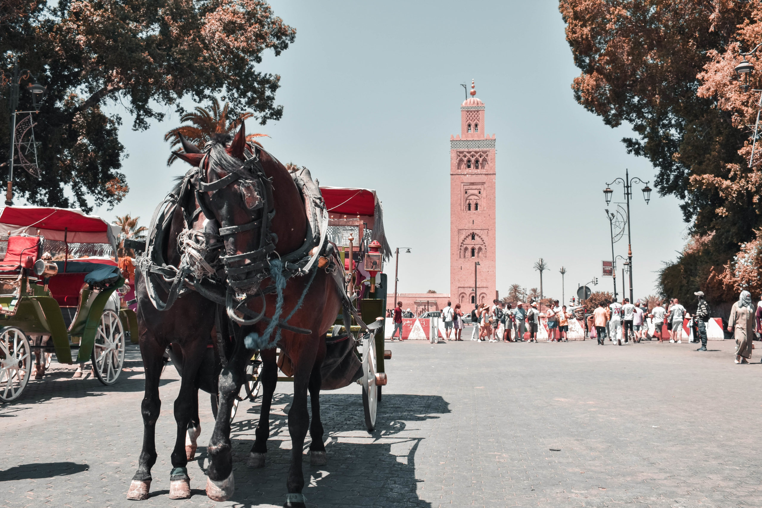 The Wonder of Morocco in 9 Days