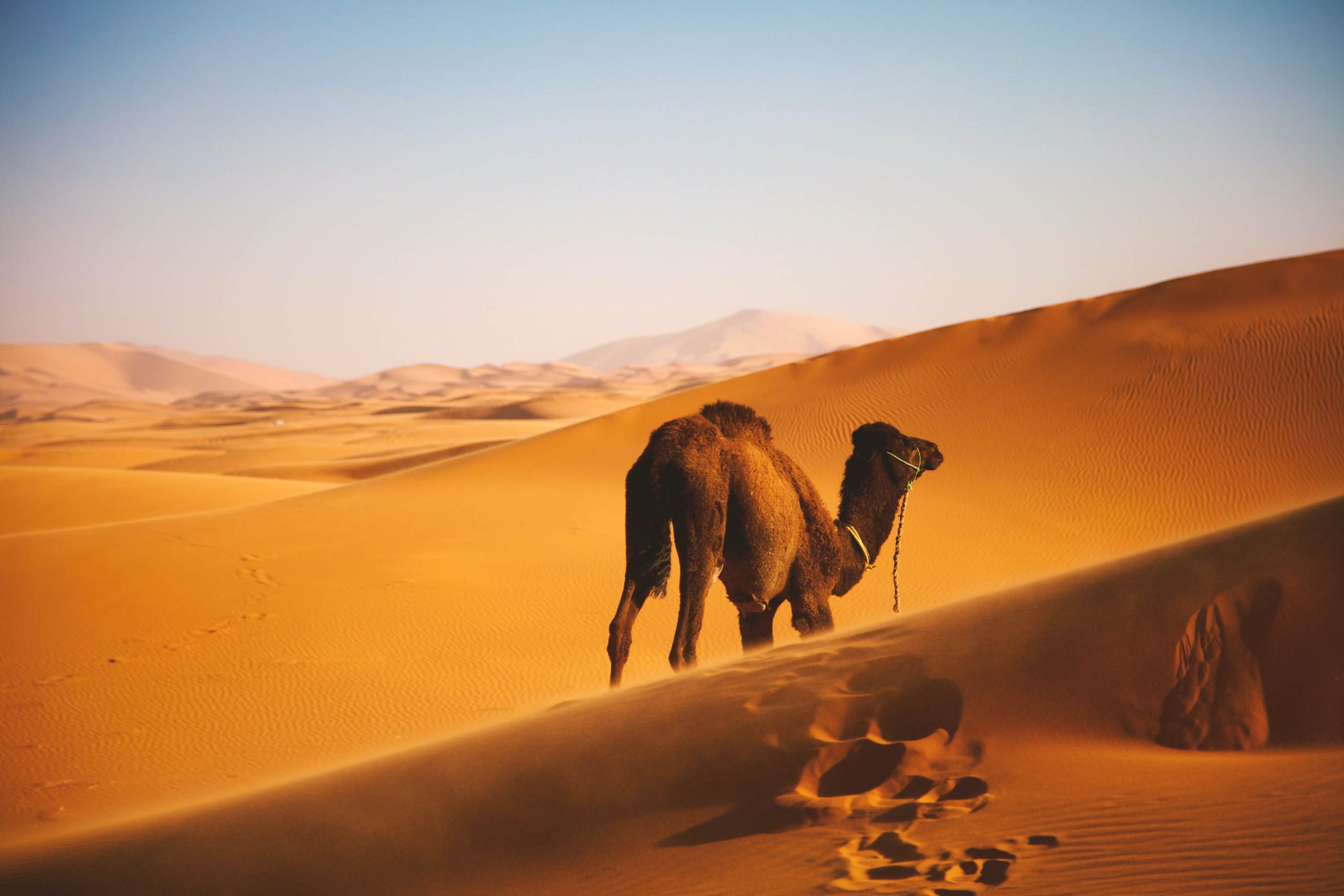 The Secret Of Sahara Desert