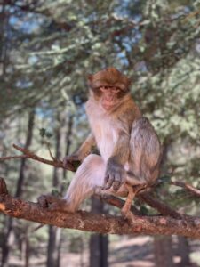 10 days morocco desert tour From Mrrakech ,A detailed map illustrating a 10-day tour route from Marrakech, through the High Atlas Mountains, to Ait Benhaddou, the Dades Gorges, the Erg Chebbi Sahara dunes, Fes, Volubilis, Meknes, and the blue city of Chefchaouen.,An illustrated route map of a Moroccan adventure, starting in Marrakech and winding over the High Atlas Mountains to a desert camp in the golden Erg Chebbi dunes, then north through the ancient cities of Fes and the blue-washed streets of Chefchaouen.