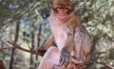 10 days morocco desert tour From Mrrakech ,A detailed map illustrating a 10-day tour route from Marrakech, through the High Atlas Mountains, to Ait Benhaddou, the Dades Gorges, the Erg Chebbi Sahara dunes, Fes, Volubilis, Meknes, and the blue city of Chefchaouen.,An illustrated route map of a Moroccan adventure, starting in Marrakech and winding over the High Atlas Mountains to a desert camp in the golden Erg Chebbi dunes, then north through the ancient cities of Fes and the blue-washed streets of Chefchaouen.