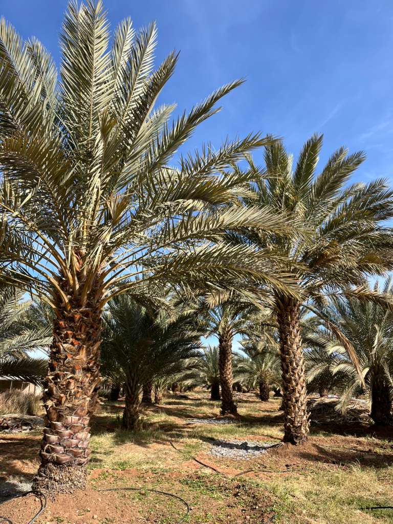6 Days From Marrakech To Erg Chebbi/Camels walking on Erg Chebbi dunes during sunset on a 6-day tour from Marrakech to Merzouga