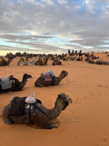 Desert Tour Itinerary from Marrakech/ camel ride in sahara dunes