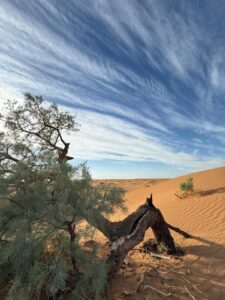 Marrakech to Merzouga 4 Day Tour.perfect Road trip Marocco from Marrakech to dunes of Sahara. Explore our Circuit Marrakech Merzouga - Excursion 4 day itinerary including camel treks and desert camps.