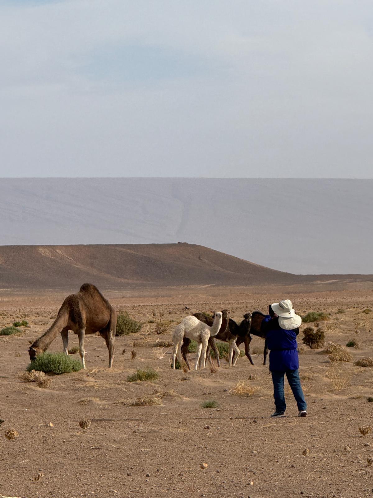 Marrakech to Merzouga Itinerary.Panoramic view of sunset over the golden dunes of Erg Chebbi in Merzouga along the Marrakech desert route